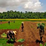 Agriculture : l’AFC mobilise 71 milliards FCFA pour accélérer la modernisation du secteur au Togo