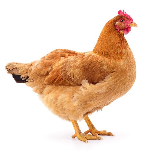 Agoè-Atsanvé : un nouveau bachelier meurt après un lynchage lié à un présumé vol de poule