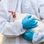 Togo : la grippe aviaire H5N1 détectée dans cinq fermes, les autorités renforcent la riposte