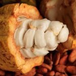 Cacao : quatre géants africains s&rsquo;unissent pour mettre fin aux exportations de fèves brutes