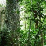Togo : la progression du gaz butane contribue à préserver des milliers d’hectares de forêts