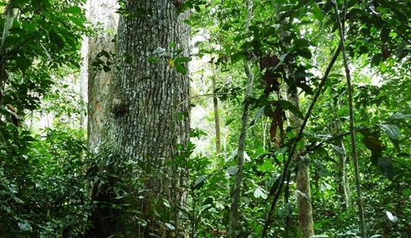 Togo : la progression du gaz butane contribue à préserver des milliers d’hectares de forêts