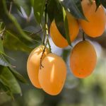 Filière mangue : En 2026, le Togo a produit de très bonnes mangues à exporter