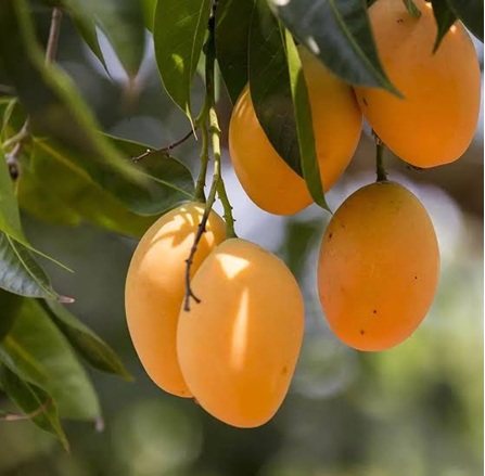 Filière mangue : En 2026, le Togo a produit de très bonnes mangues à exporter