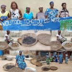 Binah : À Tchikawa, le néré s’impose comme un levier de résilience face au changement climatique