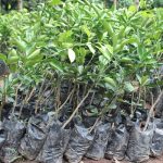Togo : le FSRP met 22 200 plants à la disposition des communautés rurales pour restaurer les paysages