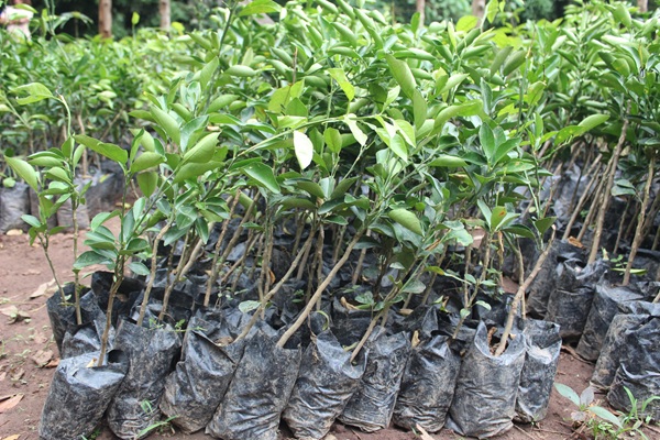 Togo : le FSRP met 22 200 plants à la disposition des communautés rurales pour restaurer les paysages