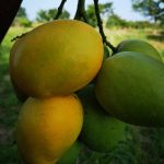 Filière Mangue au Togo : la production s&rsquo;est établie à plus de 35 000 tonnes en 2025