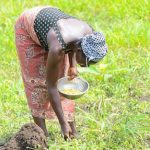 Petite saison des pluies au Sud-Togo : Face au changement climatique, l’adaptation devient une nécessité pour les producteurs.