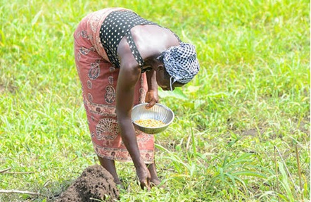Petite saison des pluies au Sud-Togo : Face au changement climatique, l’adaptation devient une nécessité pour les producteurs.