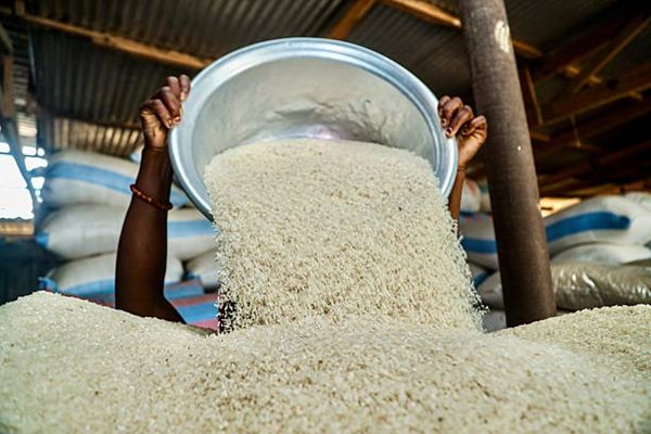 Riz brisé : la demande asiatique accentue la pression sur les marchés ouest-africains