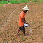 Agriculture au Togo : les intrants, un levier de productivité et de sécurité alimentaire