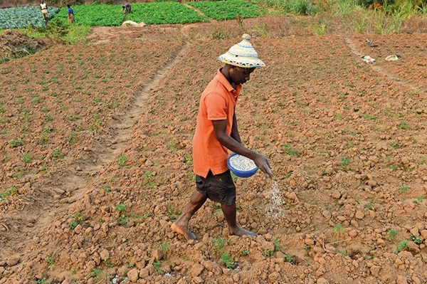Agriculture au Togo : les intrants, un levier de productivité et de sécurité alimentaire
