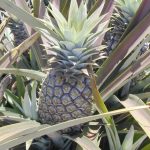 Filière ananas : les producteurs réclament un soutien accru de l’État
